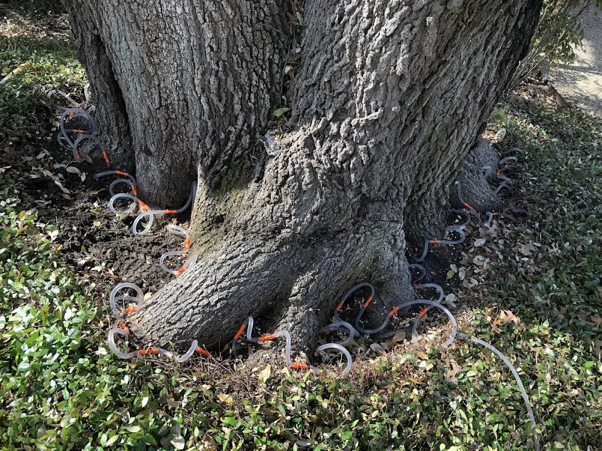 Detailed Tree Cabling and Bracing job site in Cool Ridge