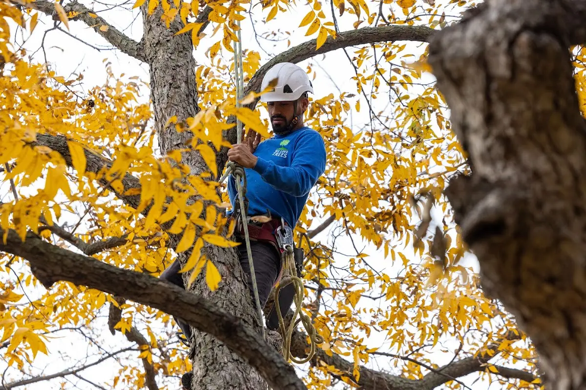 Skilled Tree Planing crew working in Cool Ridge