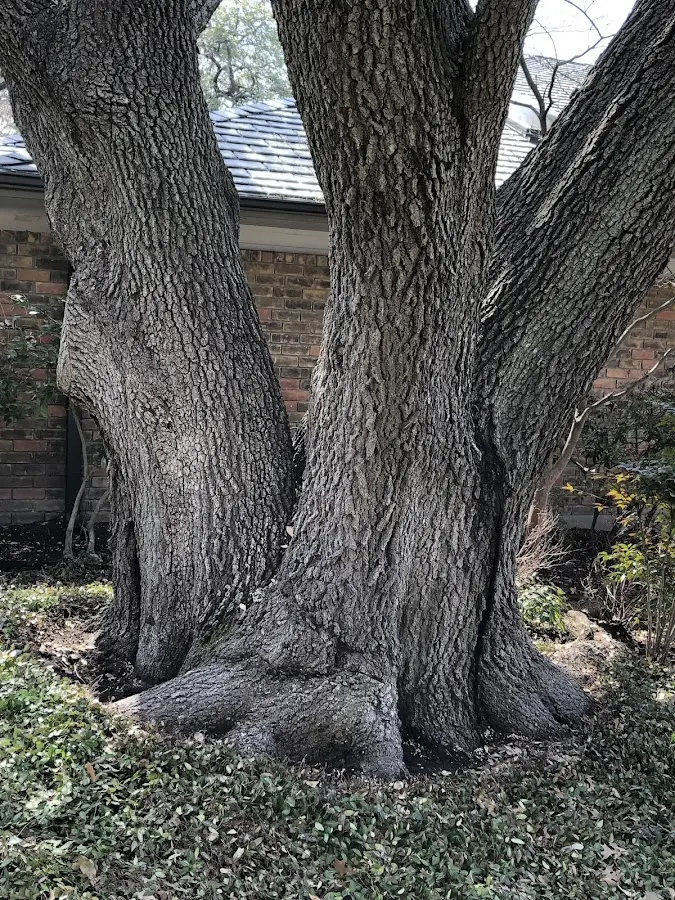 Mature heritage tree close to a Cool Ridge property cared for by certified arborists